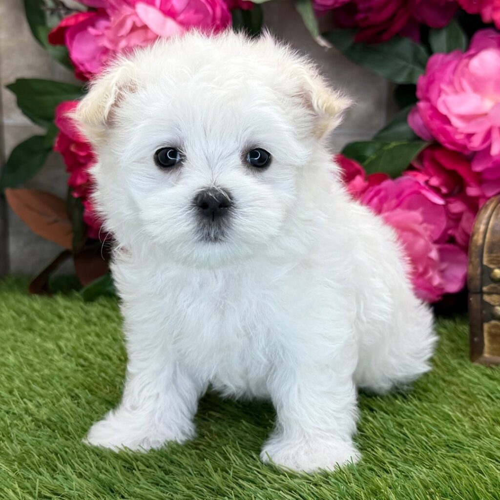 Nova