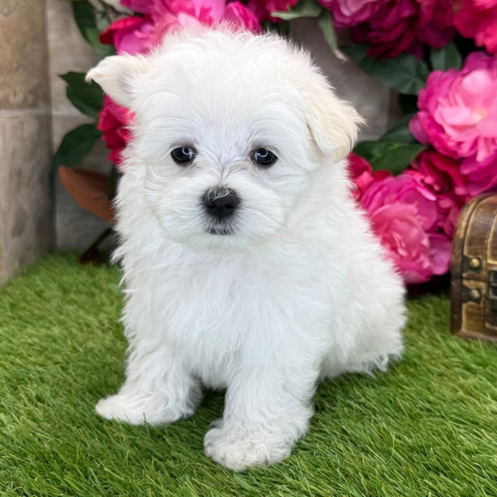 Zeus